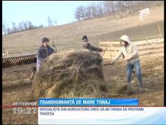Ministrul Agriculturii, propunere inedită pentru ciobanii români: să-şi ducă oile la munte în camioane