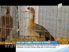 150 de mii de dolari pentru o găină