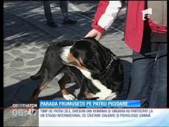 Parada frumuseții pe patru picioare a avut loc în centrul oraşului braşovean Codlea