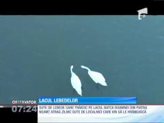 Sute de lebede au oferit un spectacol inedit pe lacul Bâtca Doamnei din Piatra Neamţ