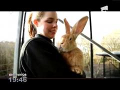 Se caută părinți adoptivi pentru un iepure gigant