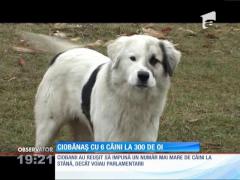 Ciobanii au făcut pace cu Ministerului Agriculturii. Au primit dreptul de a avea sase câini pentru o turmă de 300 de oi