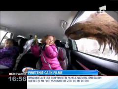 Cel mai prietenos cerb