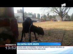 Capră arestată pentru pentru violarea şi distrugerea proprietăţii private!