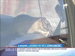 O mașină parcată de câteva luni în faţa unui bloc, locuința de vis a șobolanilor