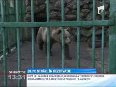 Ursoaica care a terorizat ploieştenii ajunge la rezervaţia de la Zărneşti