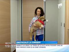 O aplicație online de taxi a transformat comenzile pentru mașini în plimbări pentru cățeluși