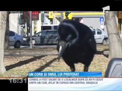 Corbul Coco, cel mai bun prieten al omului