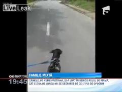 Un câine a devenit mamă pentru şapte pui de oposum