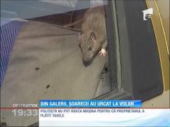 Observator de weekend