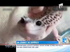 Şopârla Miva e mereu cu zâmbetul pe buze