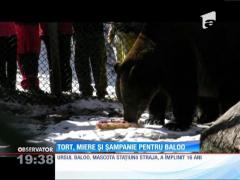 Tort, miere și șampanie pentru simpaticul urs Baloo de la Straja
