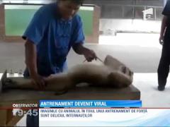 Maimuţă sportivă. Simpaticul animal face flotări şi abdomene!