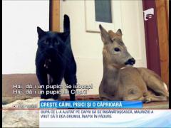 Doi câini, două pisici şi o căprioară, prieteni de joacă