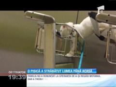 Un motan, protagonistul unei poveşti de supravieţuire impresionante