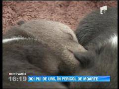 Doi pui de urs, în pericol de moarte