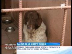 Câni salvați de la moarte sigură