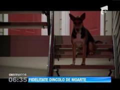 Emoţionant! Un câine şi-a aşteptat credincios stăpânul, mai bine de două săptămâni, fără să ştie că omul fusese ucis de nişte jefuitori