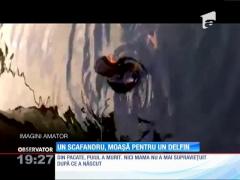 Imagini incredibile au fost filmate în portul Constanţa. Un scafandru a ajutat o femelă delfin să nască