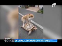 Un câine, la plimbare pe o țestoasă!