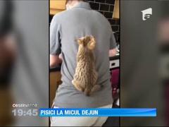 Pregătirea micului dejun e o provocare pentru pisicile unui cuplu de britanici