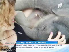 Elefanţi cu comportament similar animalelor de companie