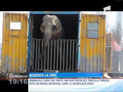 Un elefant de circ, ţinut în condiţii greu de imaginat