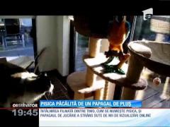 Pisica păcălită de un papagal de pluș
