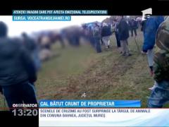 Cal bătut fără milă de stăpânul său şi de alţi doi bărbaţi