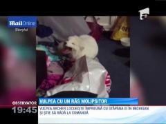 Vulpea care știe să râdă la comandă!