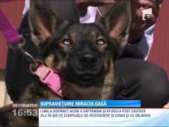 A supravieţuit miraculos după ce a căzut din barcă în Oceanul Pacific