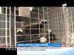 Observator de weekend