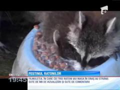 Festinul ratonilor, viral pe internet