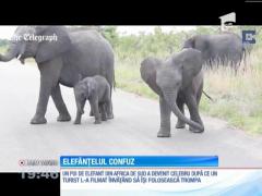 Un pui de elefant pus în dificultate de trompă