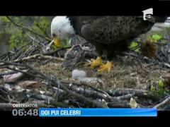 Doi pui de vultur pleşuv fac senzație  într-un parc din capitala federală americană, Washington