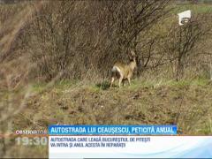 Cea mai veche autostradă din România intră din nou în reparaţii