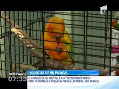 O jurnalistă din Australia, incomodată de un papagal