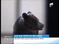 Doi urși din Armenia au ajuns la rezervația din Zărnești