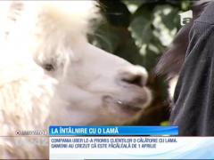 O companie de transport, care activează şi în România, le-a promis clienților o călătorie cu lama