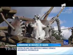 Cum se bucură lemurienii de soare