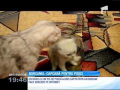 Borcanul-capcană pentru pisici