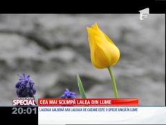 Special! Cea mai scumpă lalea din lume crește doar în România