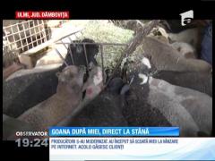 Românii preferă mieii direct de la stână