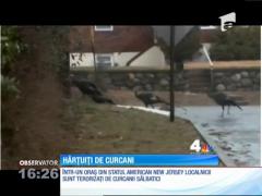 Localnicii unui orășel, hărțuiți de curcani