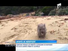 Se caută bonă pentru un marsupial orfan