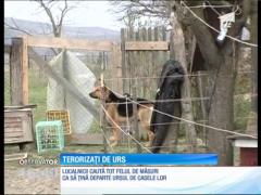 Săteni terorizați de urs