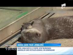 O vidra dintr-o rezervaţie din Anglia, maestră a jongleriilor cu pietre