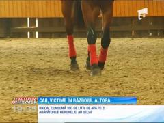 Un litigiu dintre Nicu Ceauşescu şi Ministerul Apărării pune în pericol viaţa a peste 60 de cai extrem de valoroşi