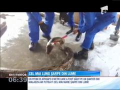 Cel mai lung şarpe din lume, găsit pe un șantier