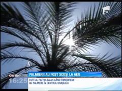 Cei 48 de palmieri la ghiveci au revenit în centrul Timișoarei